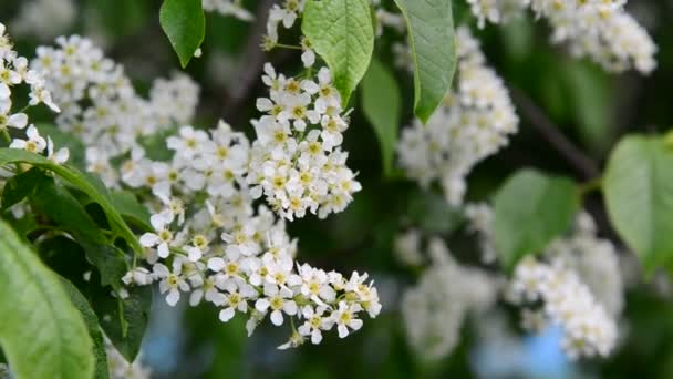 Cereja de pássaro florescente na primavera no vento — Vídeo de Stock