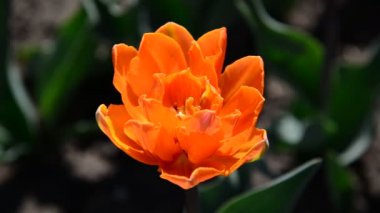 Bir varietal turuncu Lale flowerbed üzerinde