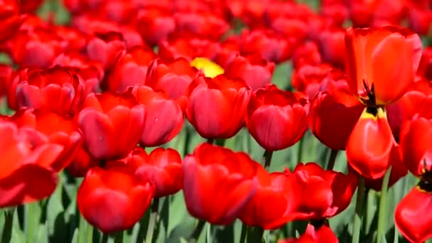 Beaucoup de tulipes rouges variétales sur le lit de fleurs
