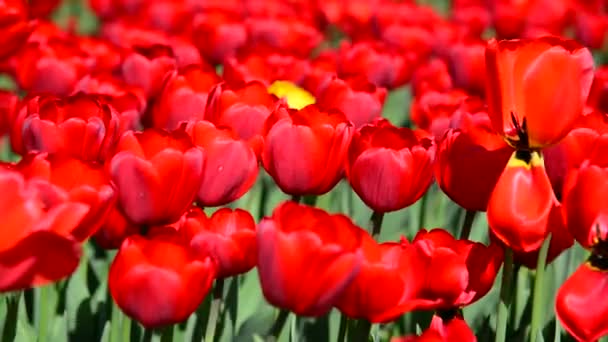 Muchos tulipanes rojos varietales en el macizo de flores — Vídeo de stock