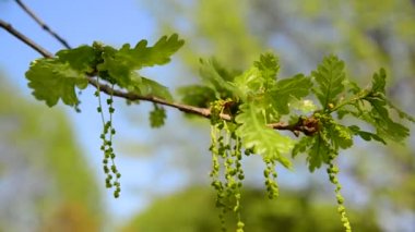 Çiçekli ortak meşe veya pedunculate - Quercus robur