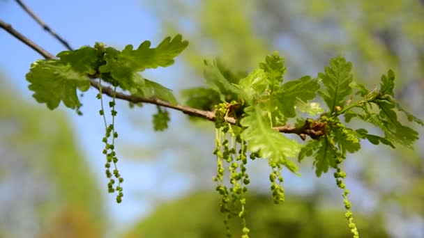 Floración de roble común o pedunculado - Quercus robur — Vídeos de Stock