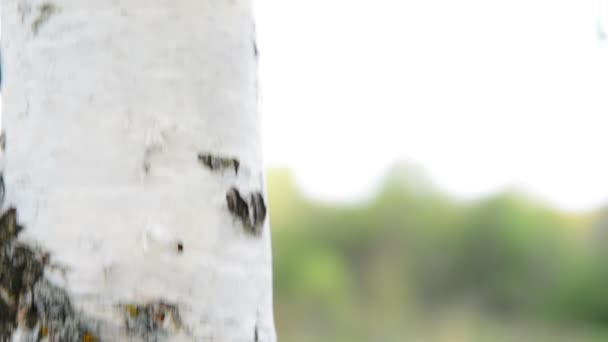 Birch bark on the trunk of macro — Stock Video