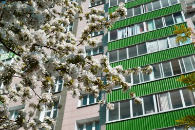 Çok öykülü binanın zemin üzerine çiçek açan elma ağacı