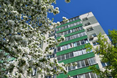 Çok öykülü binanın zemin üzerine çiçek açan elma ağacı