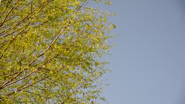 Branches of the young birch trees swaying in  wind — Stock Video