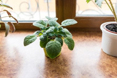 Pencere üzerinde tencerede menekşe