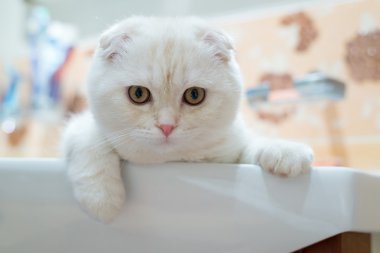 İskoç Fold yavru kedi banyo lavabo içinde yatan