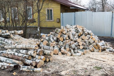 yerde yatan huş günlükleri yığını