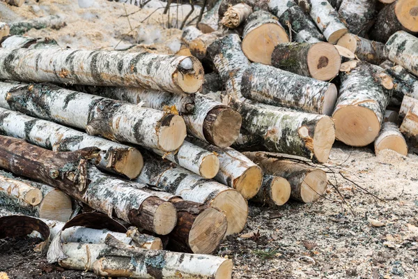 Stapel van berk logs liggend op de grond — Stockfoto