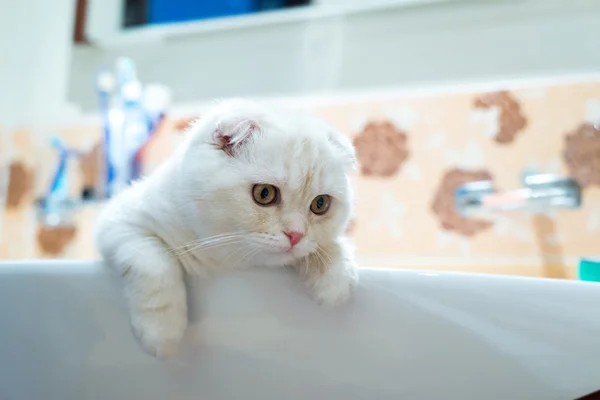 Schottisches Klappkätzchen liegt im Waschbecken im Badezimmer — Stockfoto