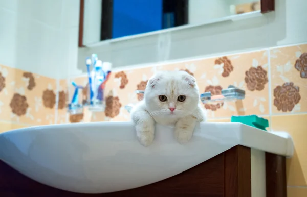 Schottisches Klappkätzchen liegt im Waschbecken im Badezimmer — Stockfoto