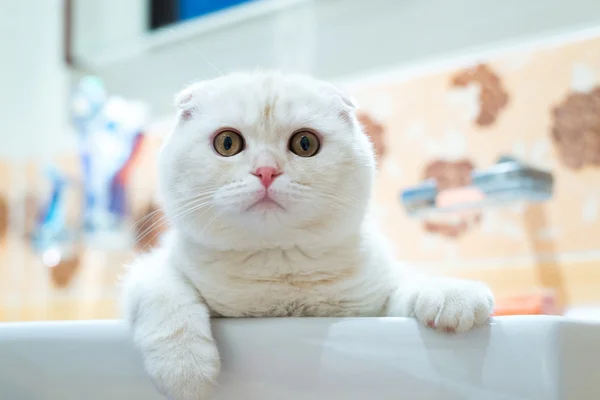 Schottisches Klappkätzchen liegt im Waschbecken im Badezimmer — Stockfoto