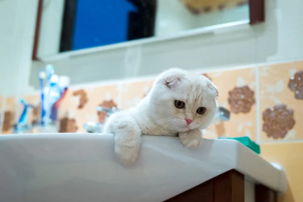 Scottish Fold gatito acostado en el lavabo en el baño — Foto de Stock