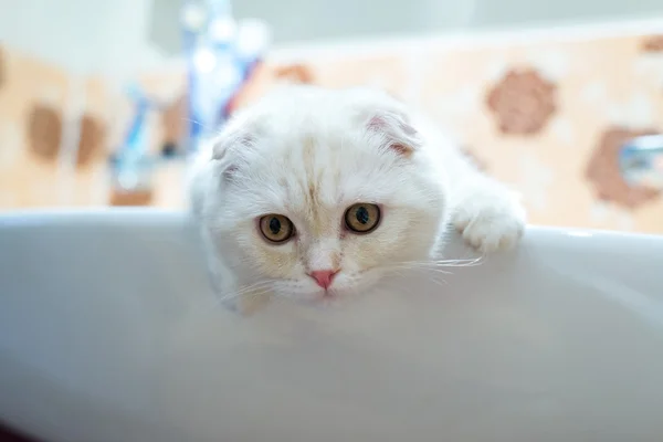 Schottisches Klappkätzchen liegt im Waschbecken im Badezimmer — Stockfoto