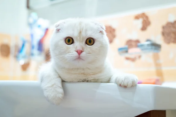 Scottish Fold gatito acostado en el lavabo en el baño — Foto de Stock