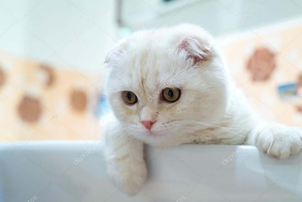 Scottish Fold kitten liggen in wastafel in badkamer — Stockfoto ... Scottish Fold kitten liggen in wastafel in badkamer — Stockfoto ...