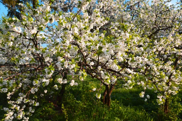 Blooming pruim tuin bij zonsondergang — Stockfoto