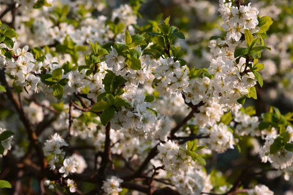 Blooming plum garden at sunset — Stock Photo, Image