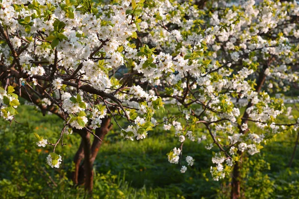 Blooming plum garden at sunset — Stock Photo, Image