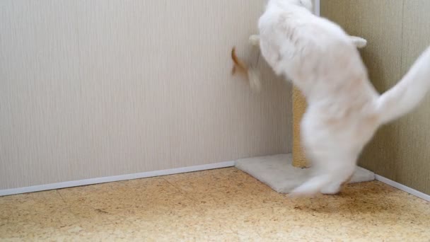 7 mese gattino giocare con giocattolo e un scratching post — Video Stock