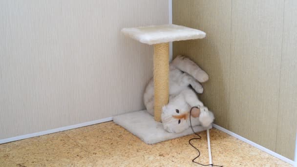 7 месяцев котенок играет с игрушкой и царапает столб — стоковое видео