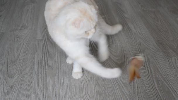 7 maand kitten spelen met speelgoed — Stockvideo