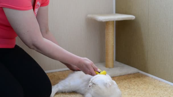 Mujer rascando la piel de gato usando Furminators — Vídeos de Stock