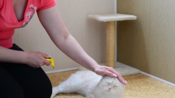 Mujer rascando la piel de gato usando Furminators — Vídeos de Stock