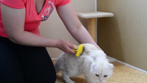 Kadın kürk Furminators kullanarak kedi tırmalamak — Stok video