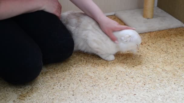Nő petting egy elégedetlen skót macska tenyészt — Stock videók