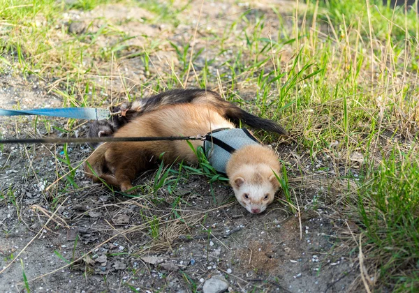 Deux furets pour marcher avec un collier et une laisse — Photo