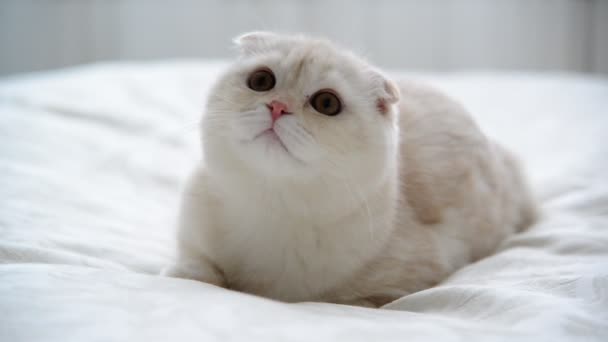 Beżowy kotek Scottish Fold 7 miesiąca położył się na kanapie — Wideo stockowe