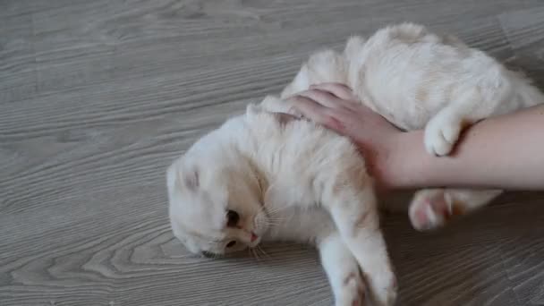 Агресивний кіт кусає дитячу руку — стокове відео
