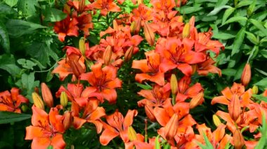 Bahçe içinde güzel turuncu lilyum