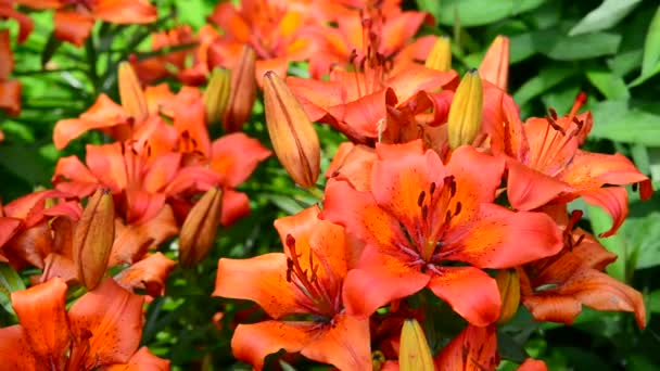 Hermosas azucenas en el jardín — Vídeo de stock