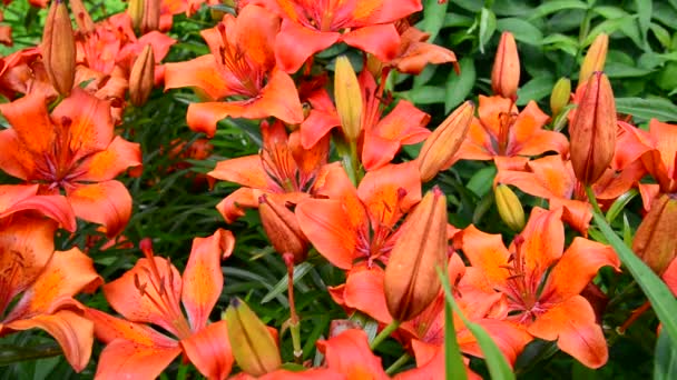 Beautiful orange lilies in the garden — Stock Video