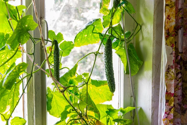Cultivando pepinos em casa no peitoril da janela — Fotografia de Stock