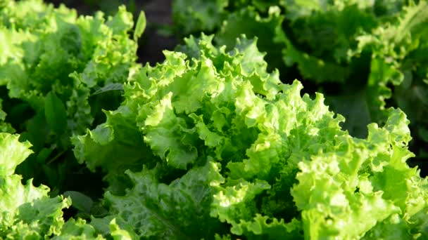 Грядки салату в саду — стокове відео