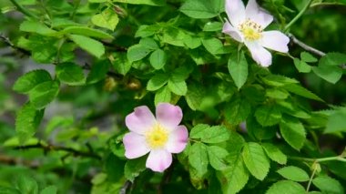 Bahar yabani gül pembe çiçekler