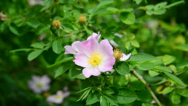 Rózsaszín virágai tavasszal Vadrózsa