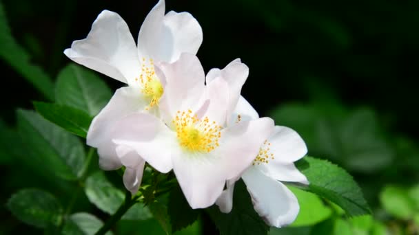 Fleurs blanches de rose sauvage au printemps — Video