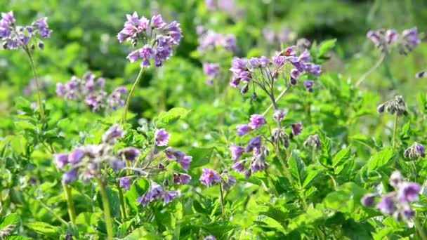 Flowering potatoes in the summer day — Stock Video