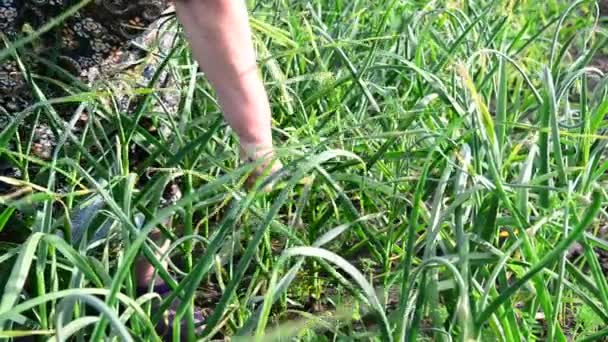 Mujer rompe las flechas de ajo en el jardín — Vídeos de Stock