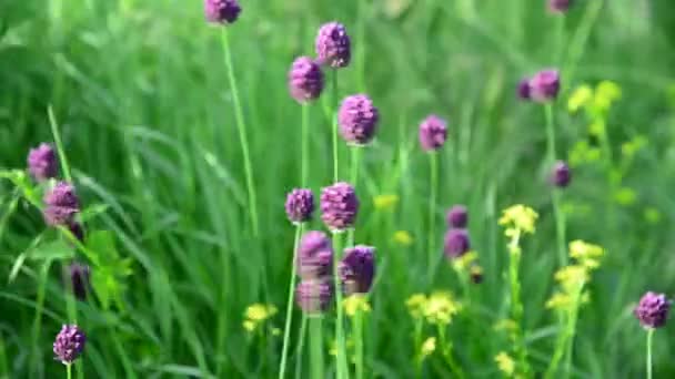 Wilde knoflook zwaaiend in de wind — Stockvideo