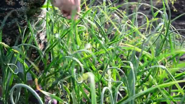 Femme brise les flèches de l'ail dans le jardin — Video