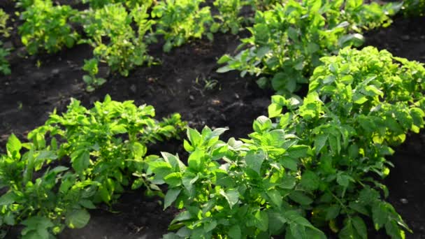 Зеленые вершины картофеля на поле — стоковое видео