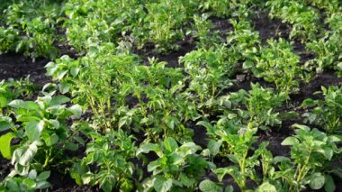 patates alanında Yeşil kısımları