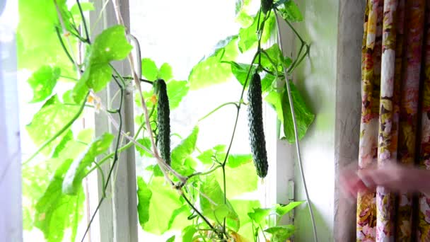 Woman grows cucumbers on window in house — Stock Video