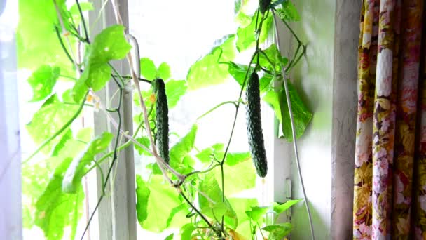 Woman grows cucumbers on window in house — Stock Video